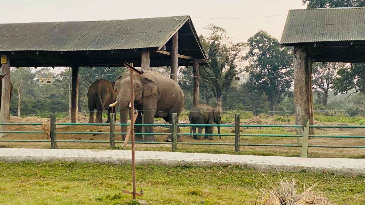 Hotel Sauraha Gaida House Chitwan Buitenkant foto