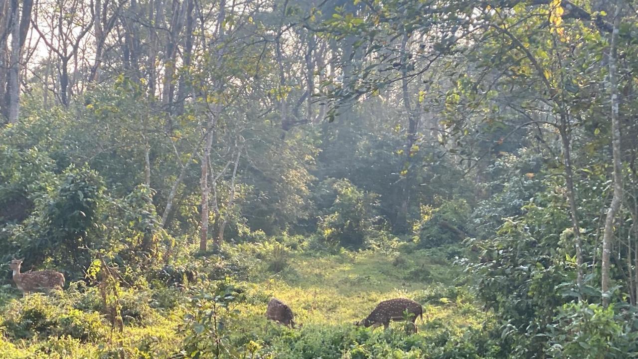 Hotel Sauraha Gaida House Chitwan Buitenkant foto